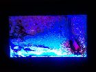 Under The Sea